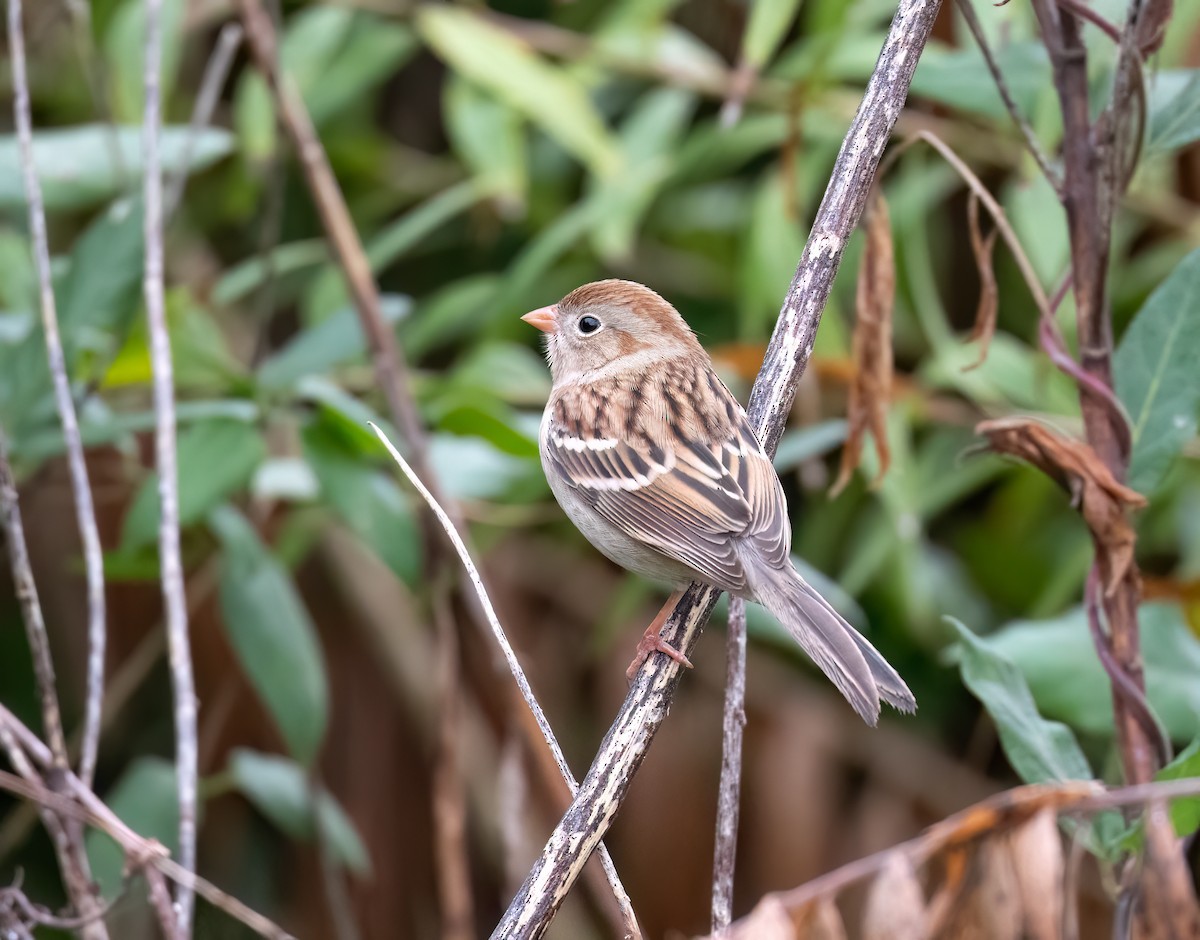 Field Sparrow - ML646542351