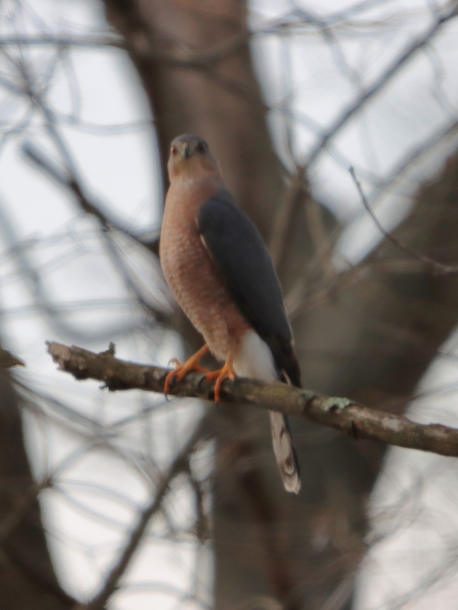 Cooper's Hawk - ML646542352