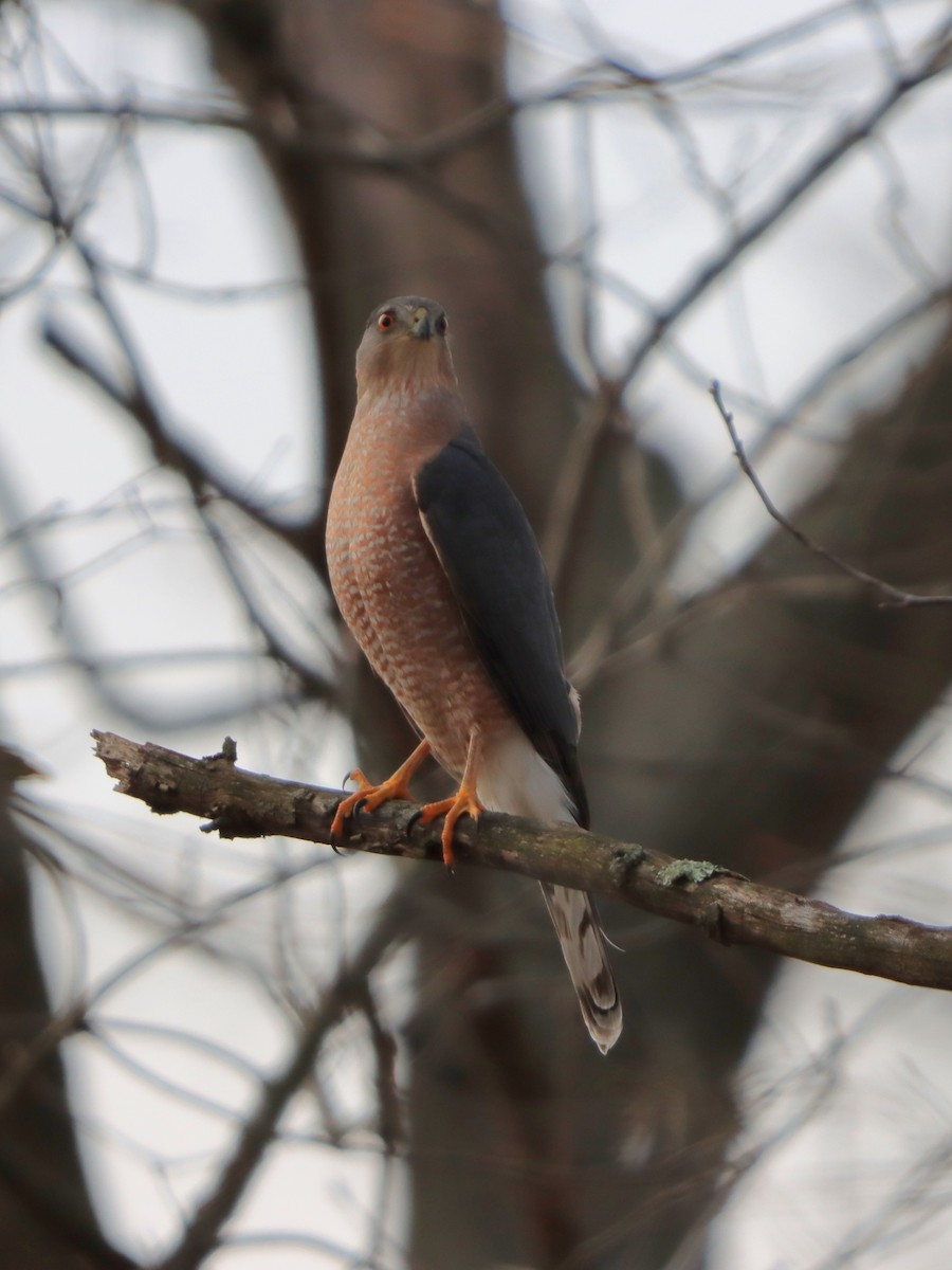 Cooper's Hawk - ML646542353