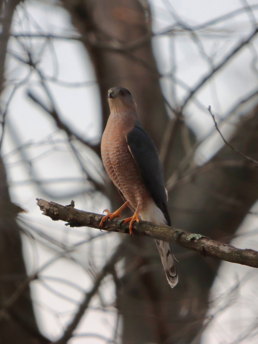 Cooper's Hawk - ML646542354