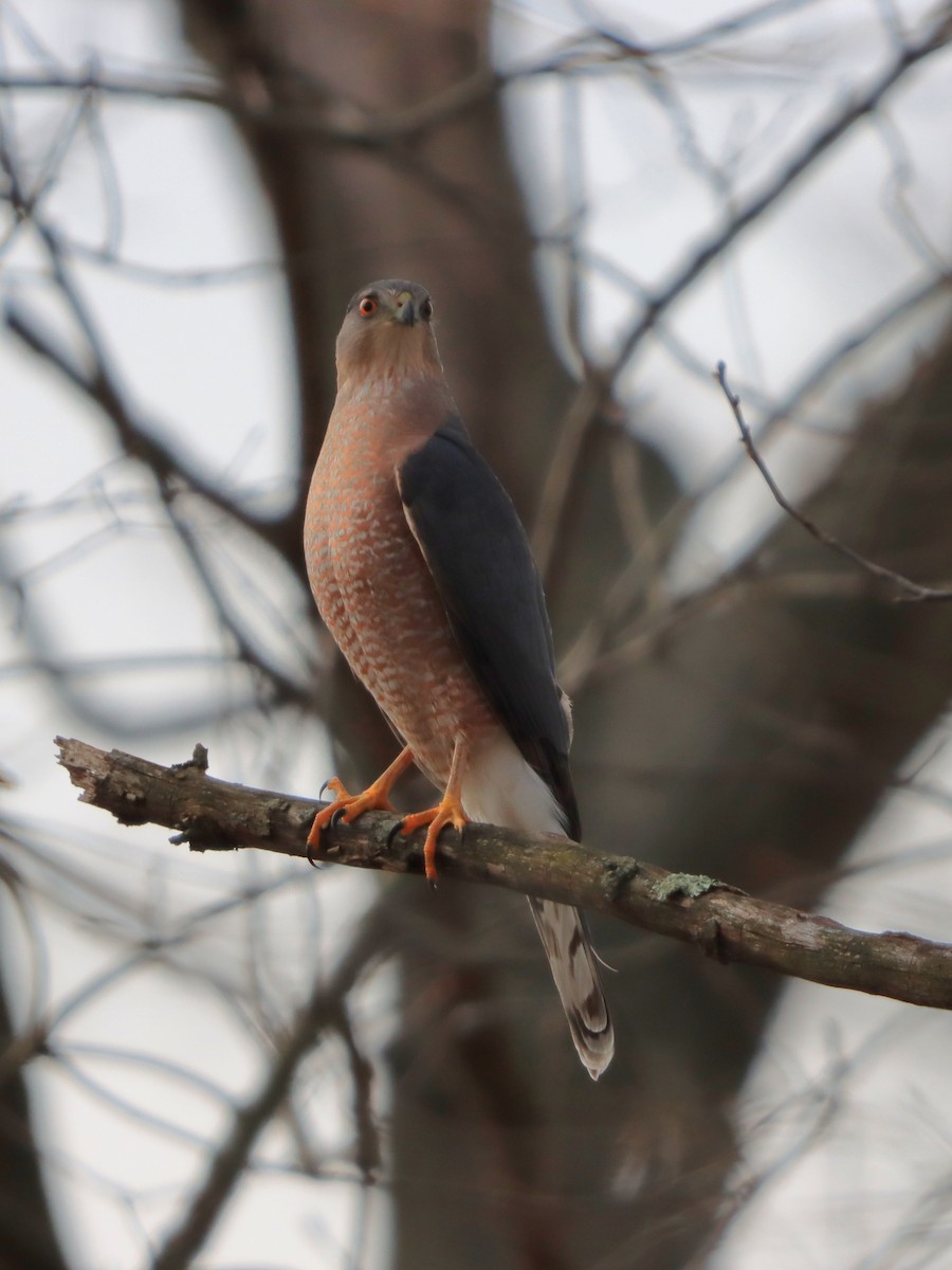 Cooper's Hawk - ML646542355