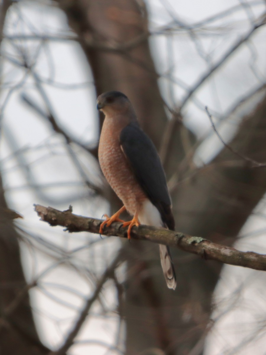 Cooper's Hawk - ML646542356
