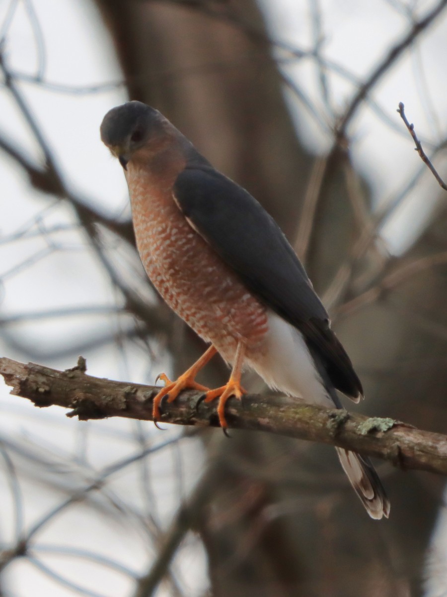 Cooper's Hawk - ML646542357