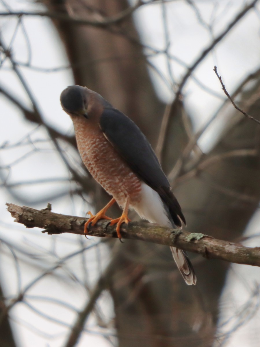 Cooper's Hawk - ML646542358