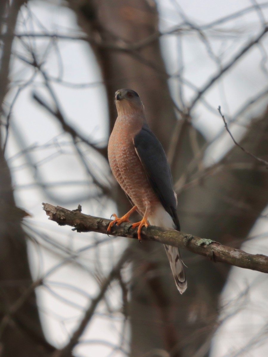 Cooper's Hawk - ML646542359