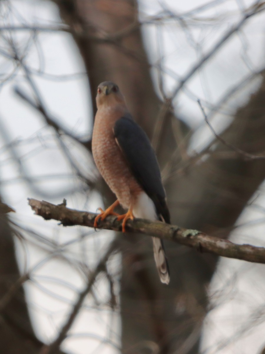 Cooper's Hawk - ML646542360