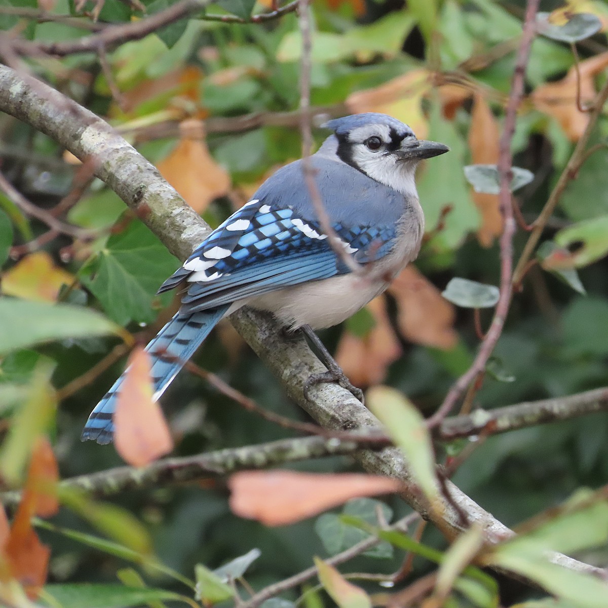 Blue Jay - ML646542361