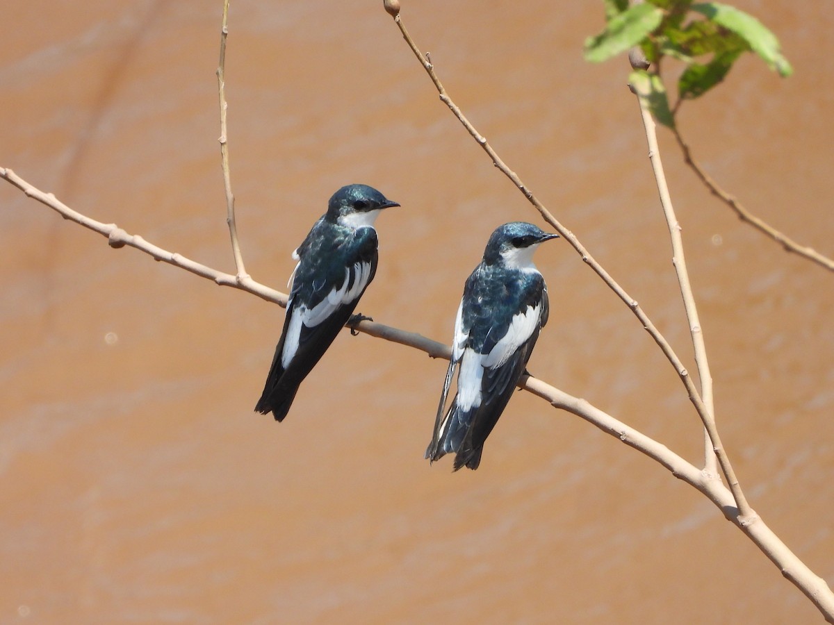 Белокрылая ласточка - ML646542362