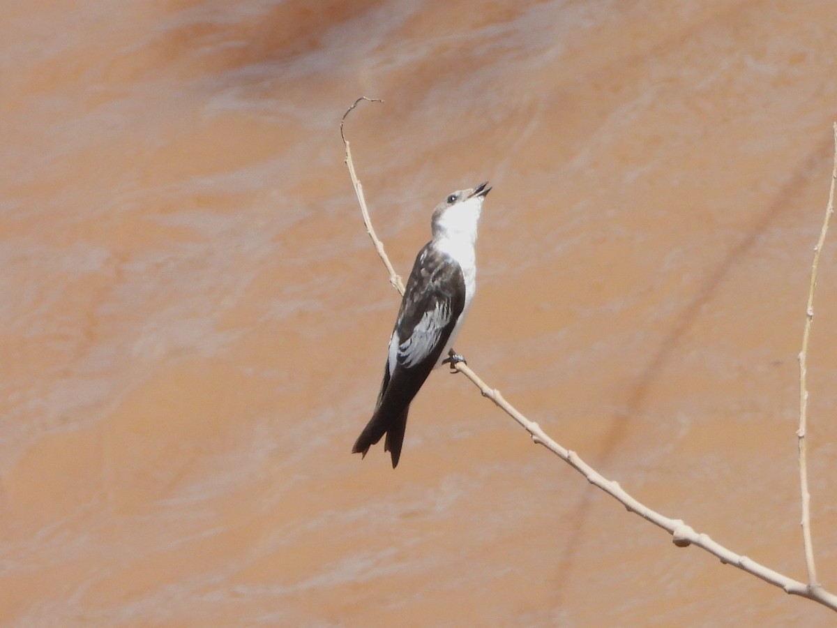 Белокрылая ласточка - ML646542365