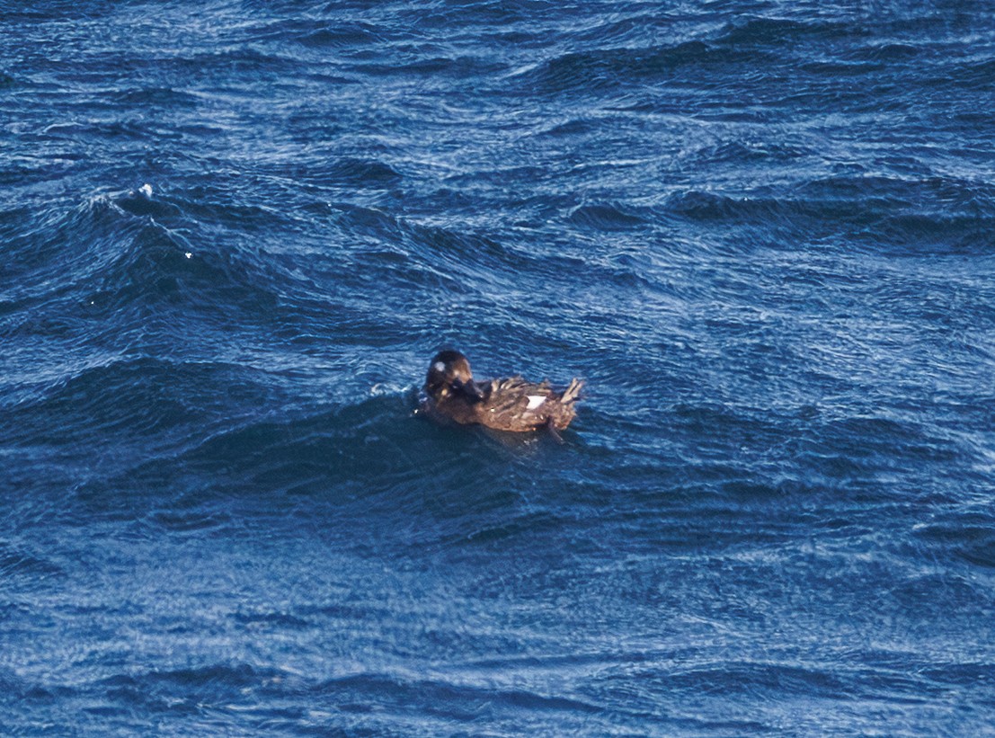 White-winged Scoter - ML646542366