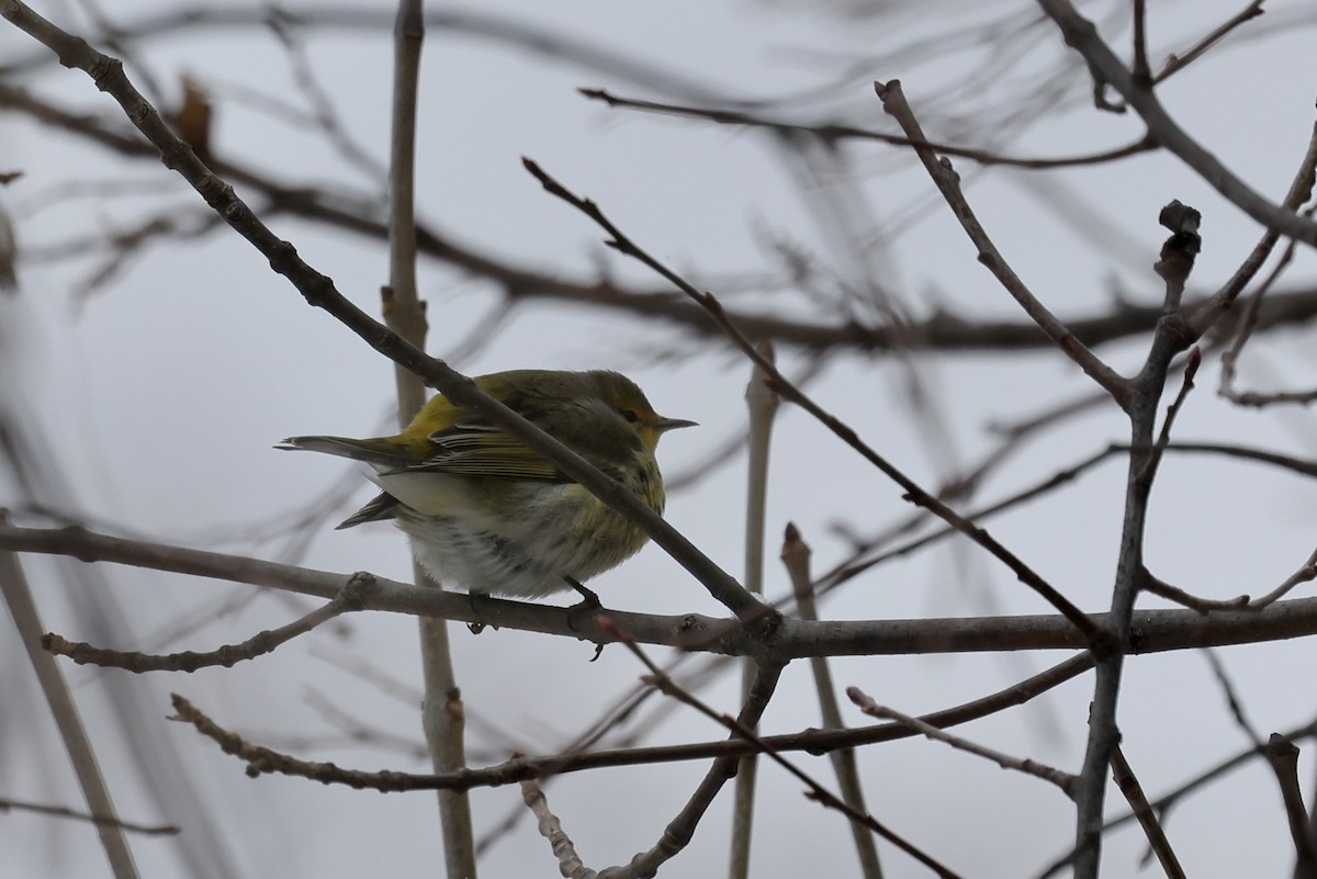 Cape May Warbler - ML646542367
