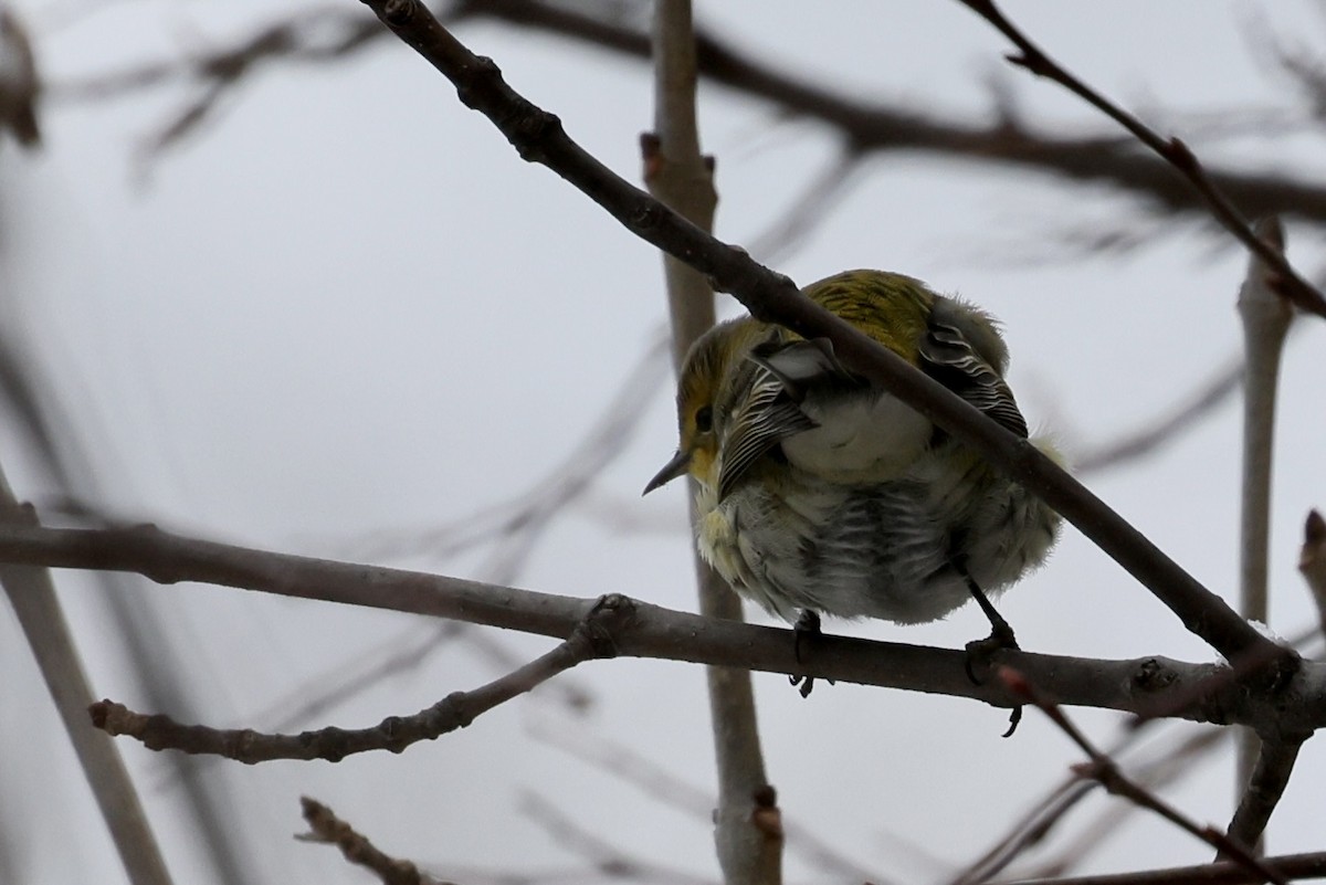 Cape May Warbler - ML646542368