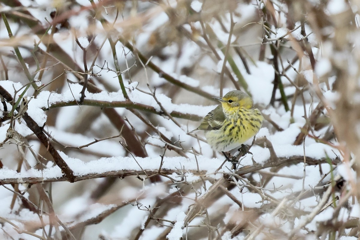 Cape May Warbler - ML646542369