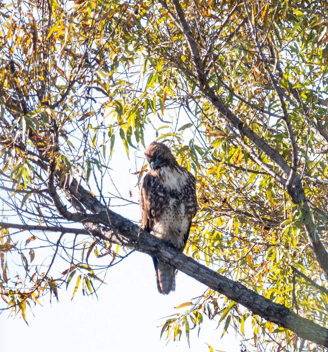 Red-tailed Hawk - ML646542371