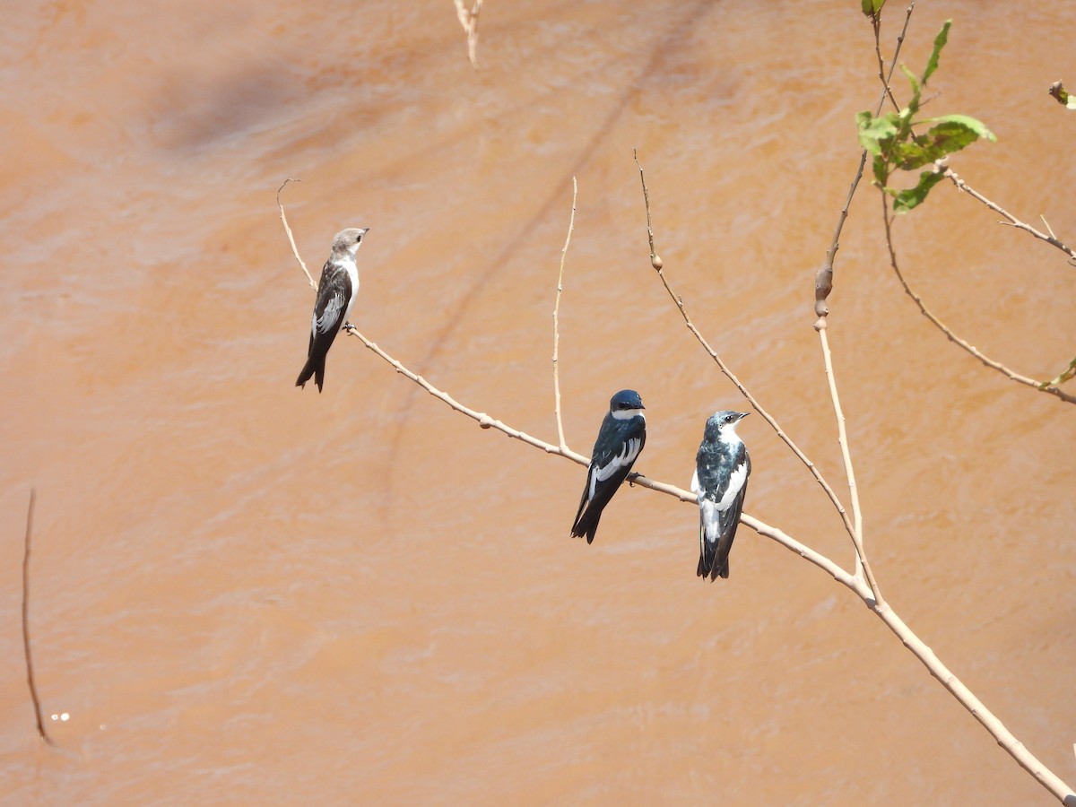 Белокрылая ласточка - ML646542372