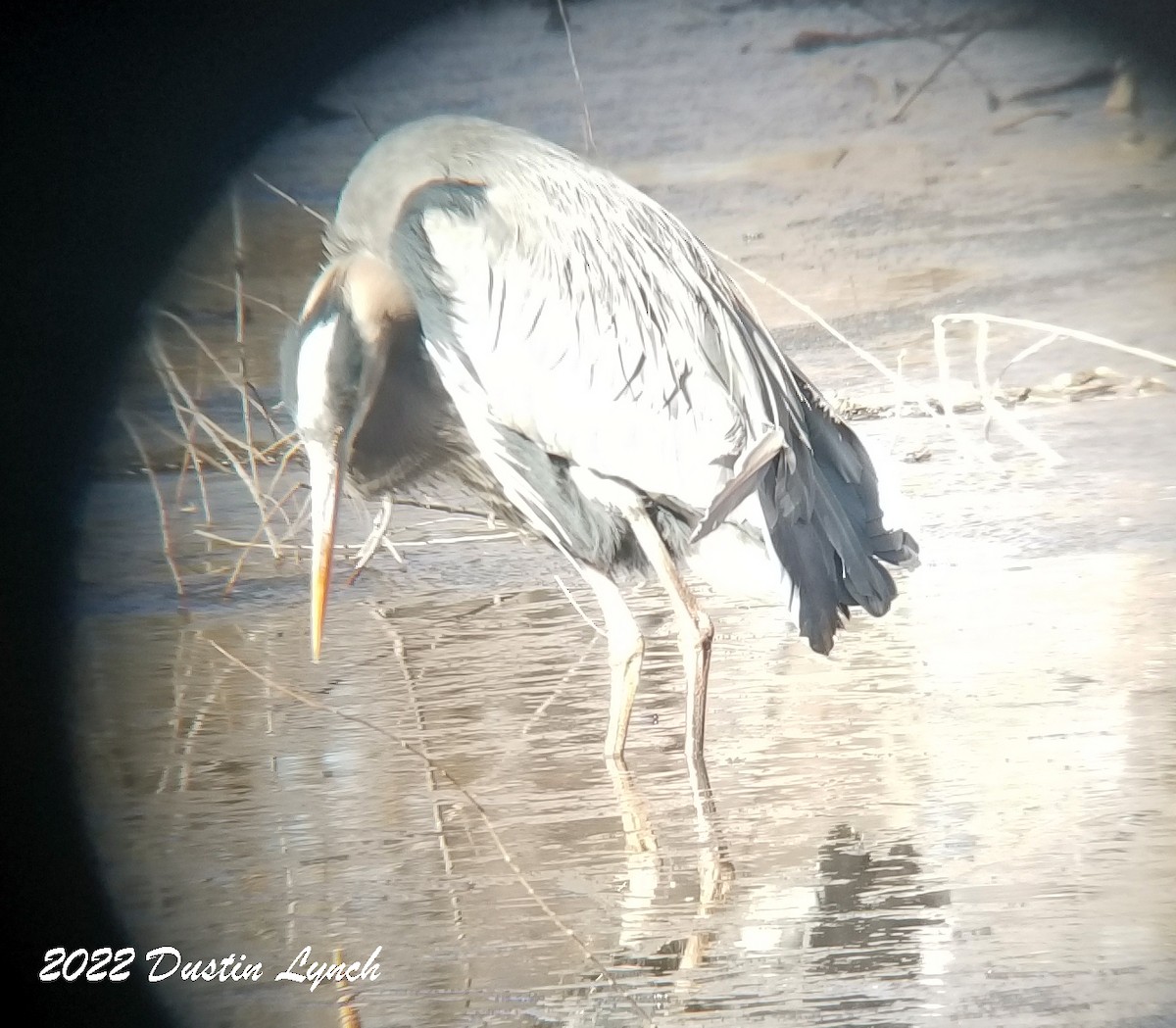 Great Blue Heron - ML646542373