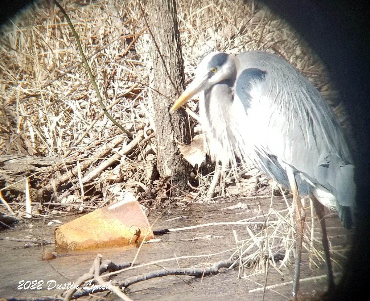 Great Blue Heron - ML646542374