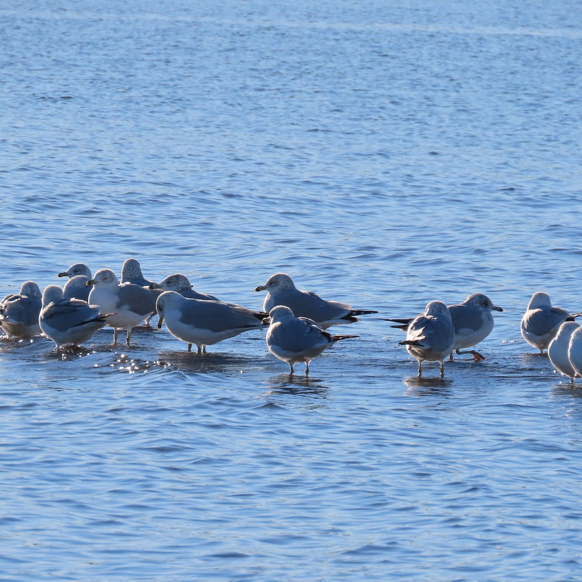 クロワカモメ - ML646542379