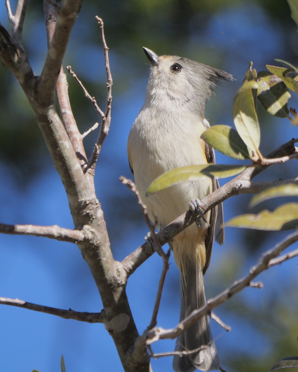 Black-crested Titmouse - ML646542383