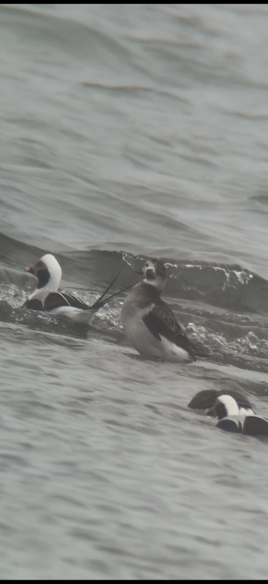 Long-tailed Duck - ML646542387