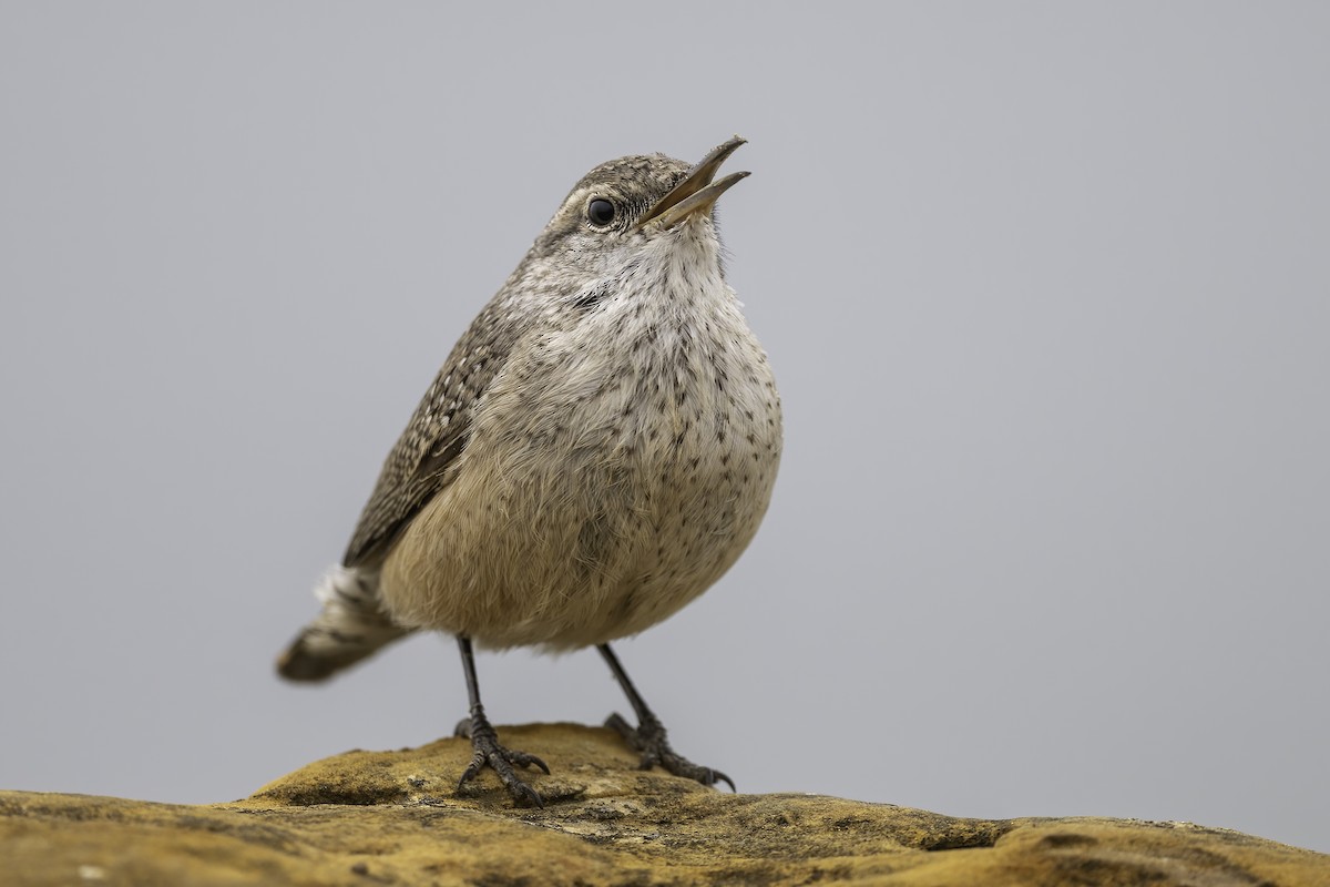 Rock Wren - ML646542390