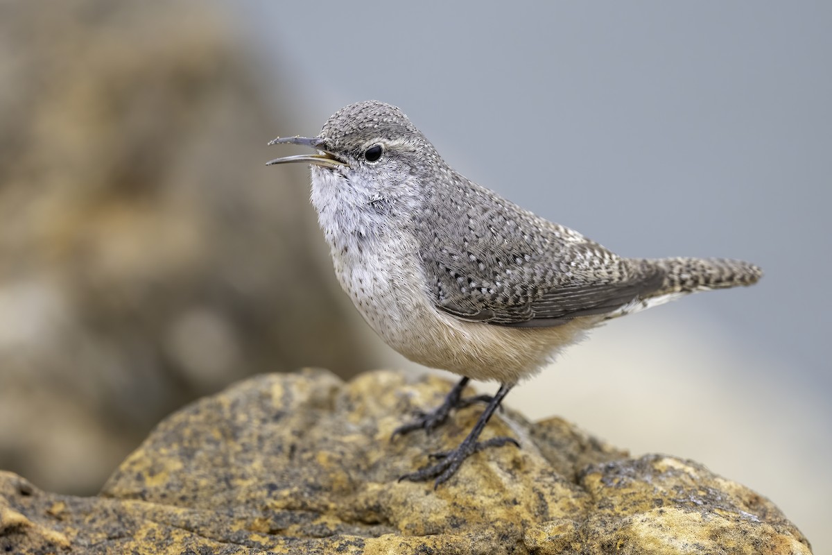 Rock Wren - ML646542391