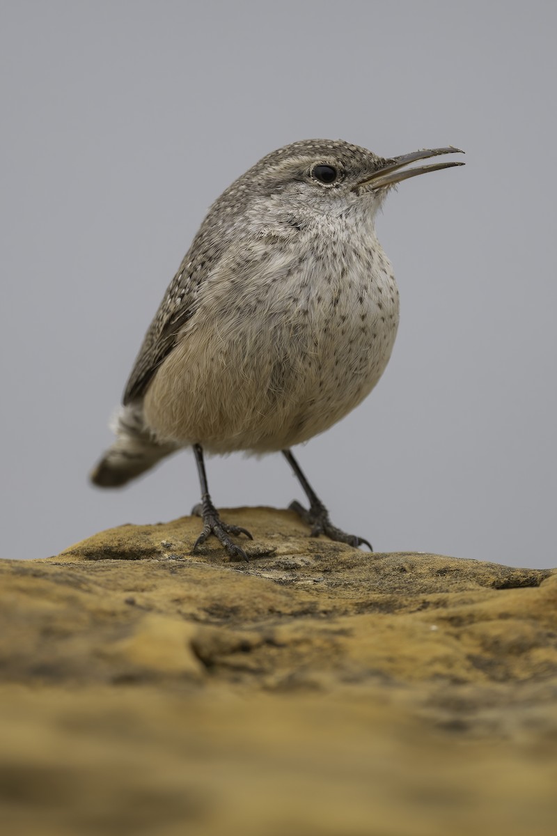 Rock Wren - ML646542392