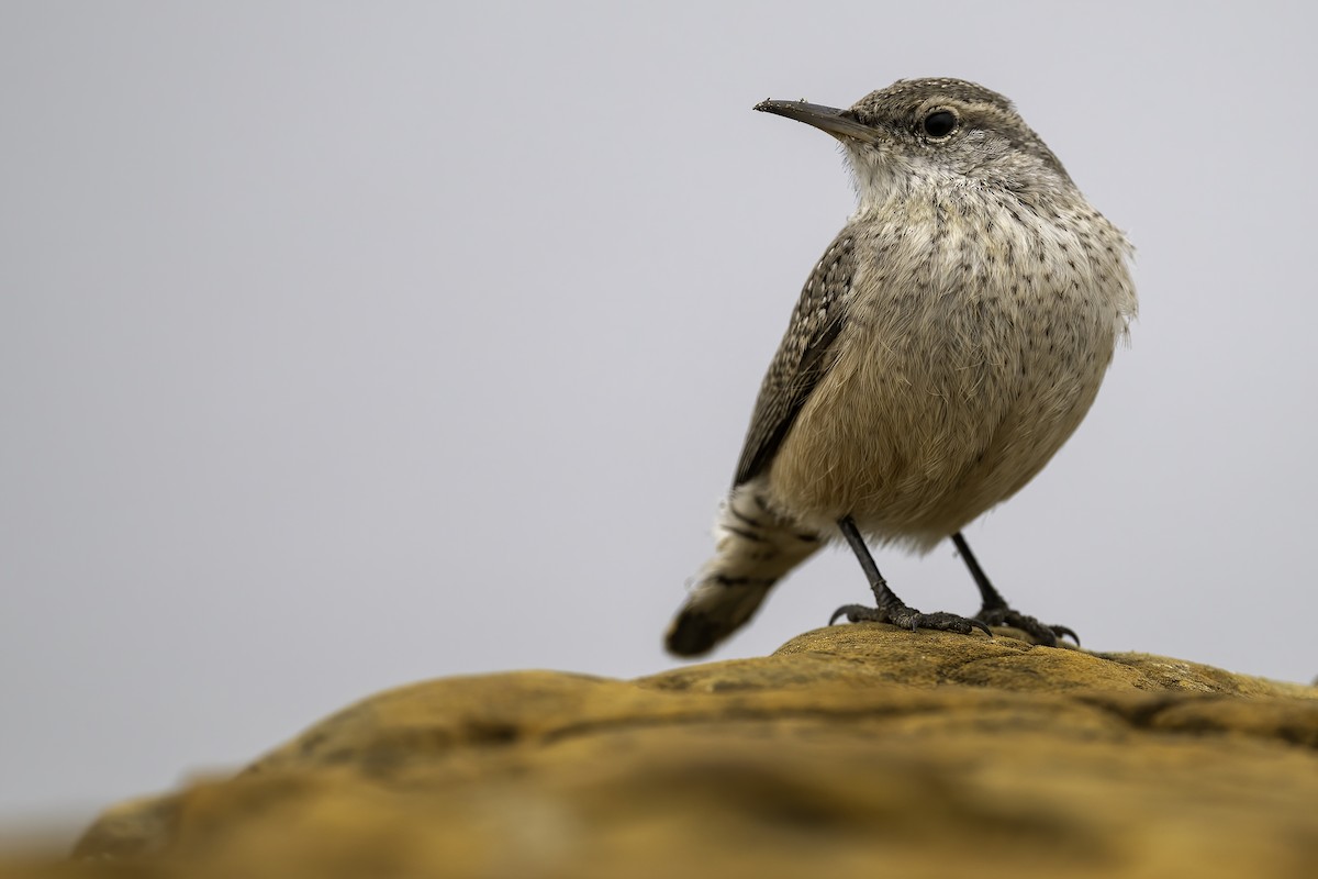 Rock Wren - ML646542393