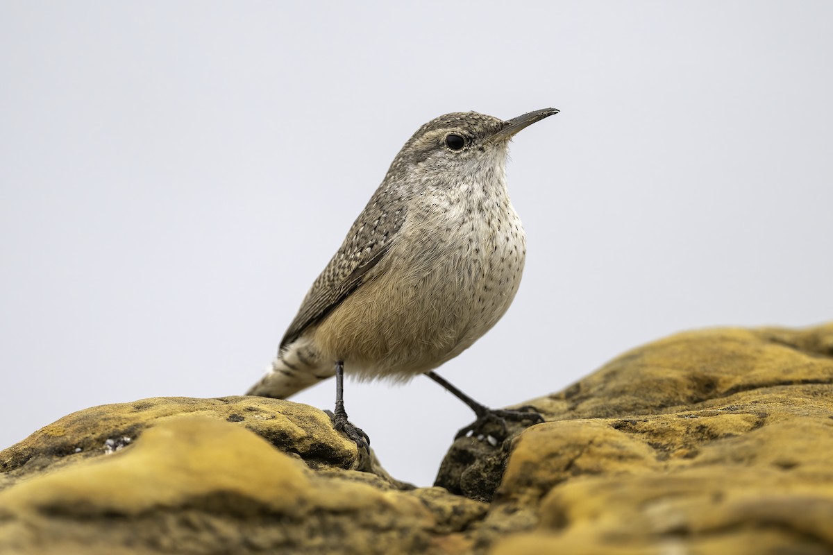 Rock Wren - ML646542394