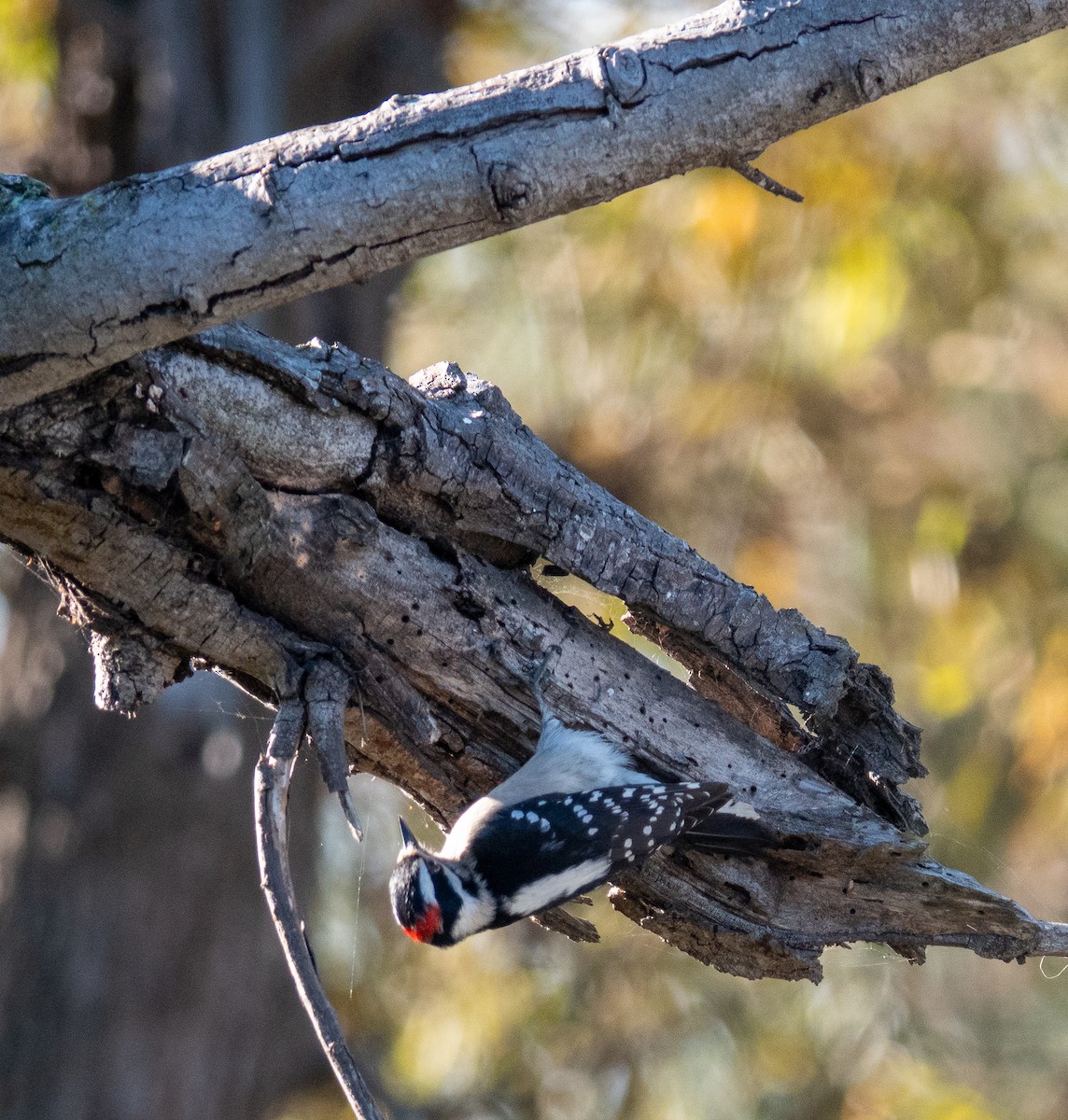 Downy Woodpecker - ML646542397