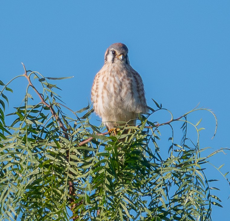 American Kestrel - ML646542405