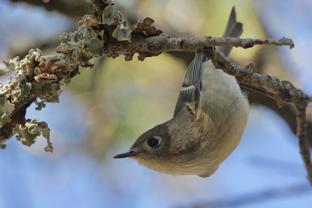 ルビーキクイタダキ - ML646542406