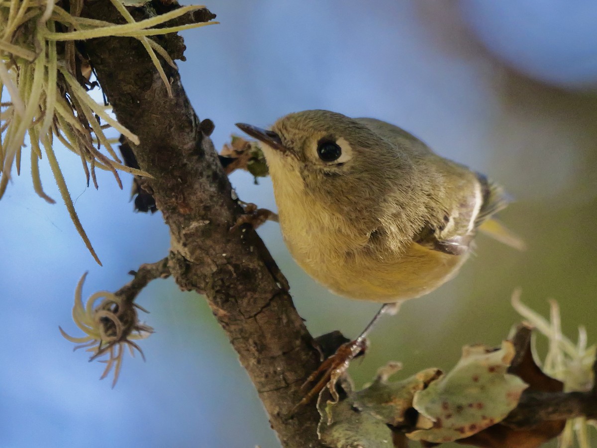 ルビーキクイタダキ - ML646542407