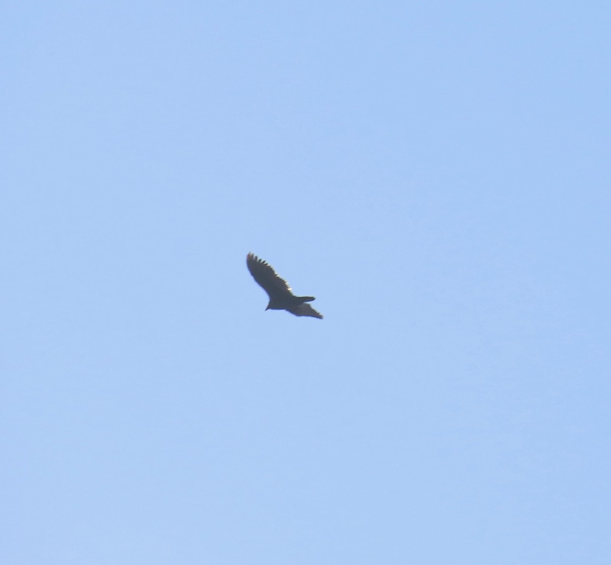 ヒメコンドル - ML646542408