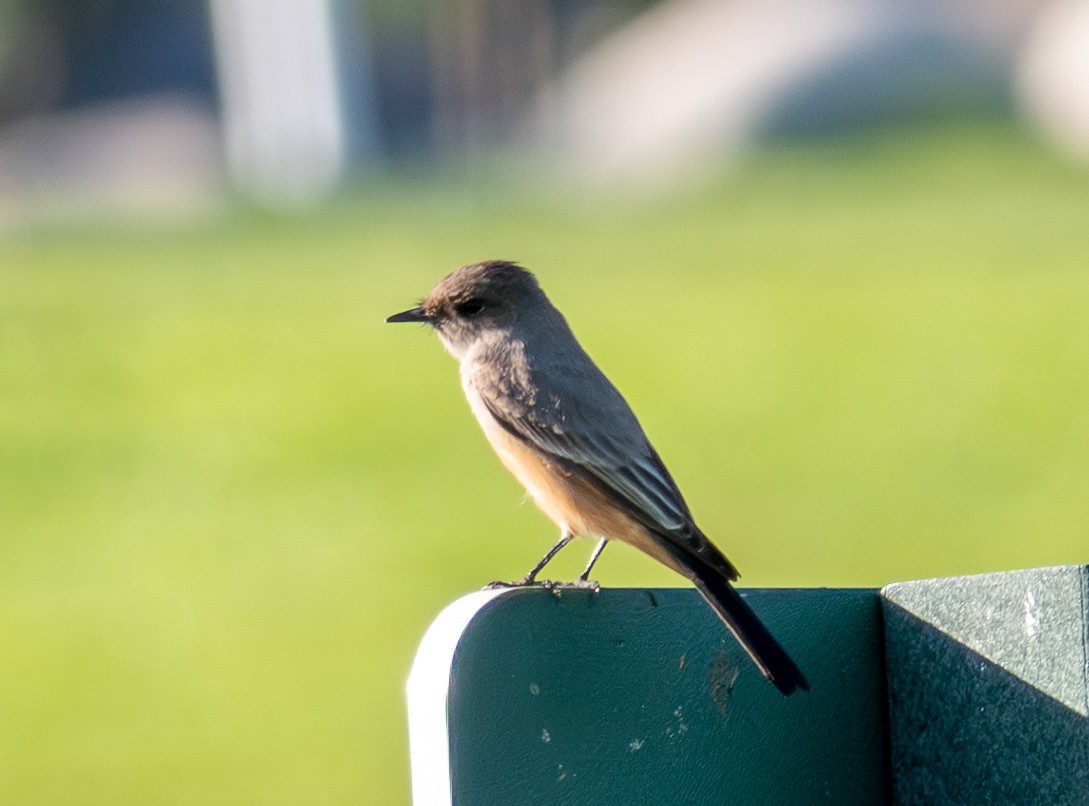Say's Phoebe - ML646542409