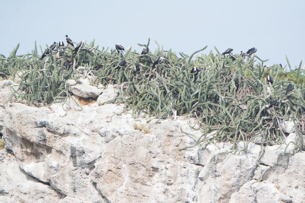 Magnificent Frigatebird - ML646542411