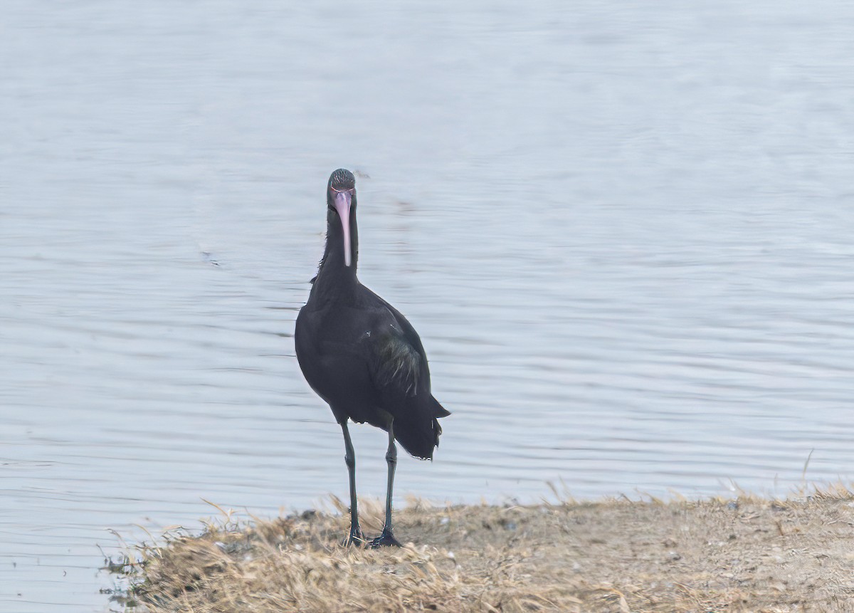 Puna Ibis - ML646542413