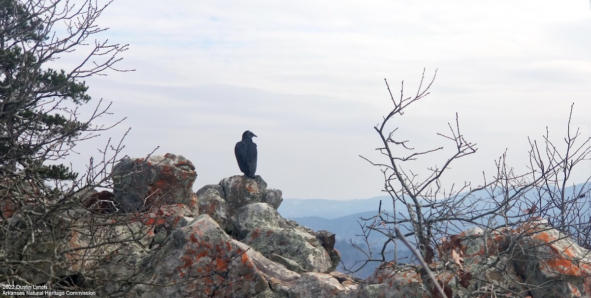 Black Vulture - ML646542417