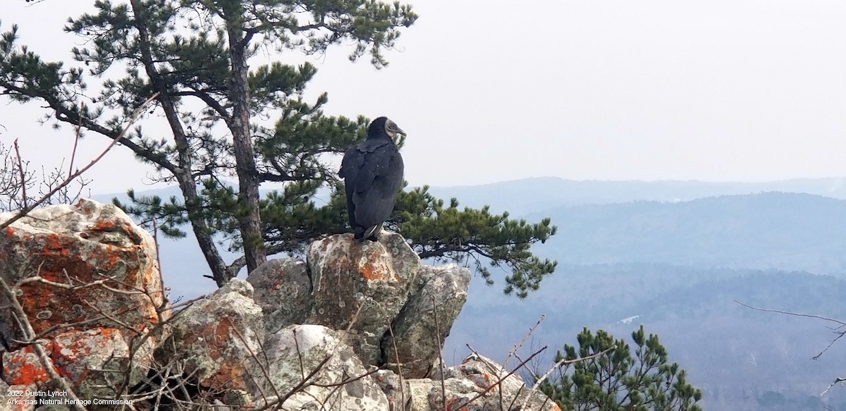 Black Vulture - ML646542418