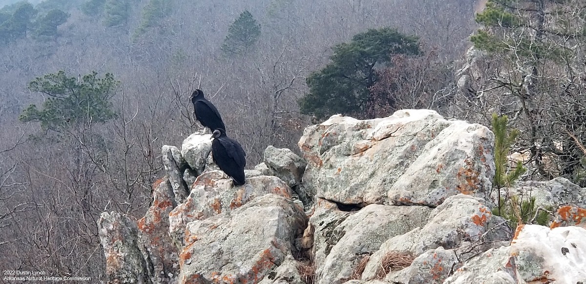 Black Vulture - ML646542420