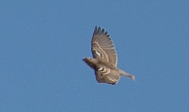 Chestnut-collared Longspur - ML646542421