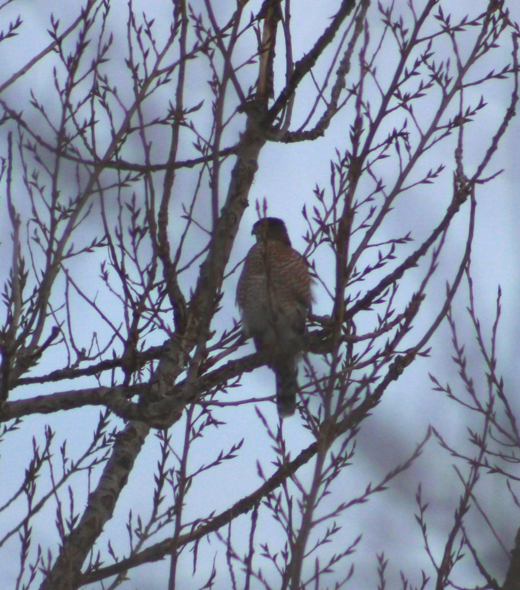 Cooper's Hawk - ML646542424