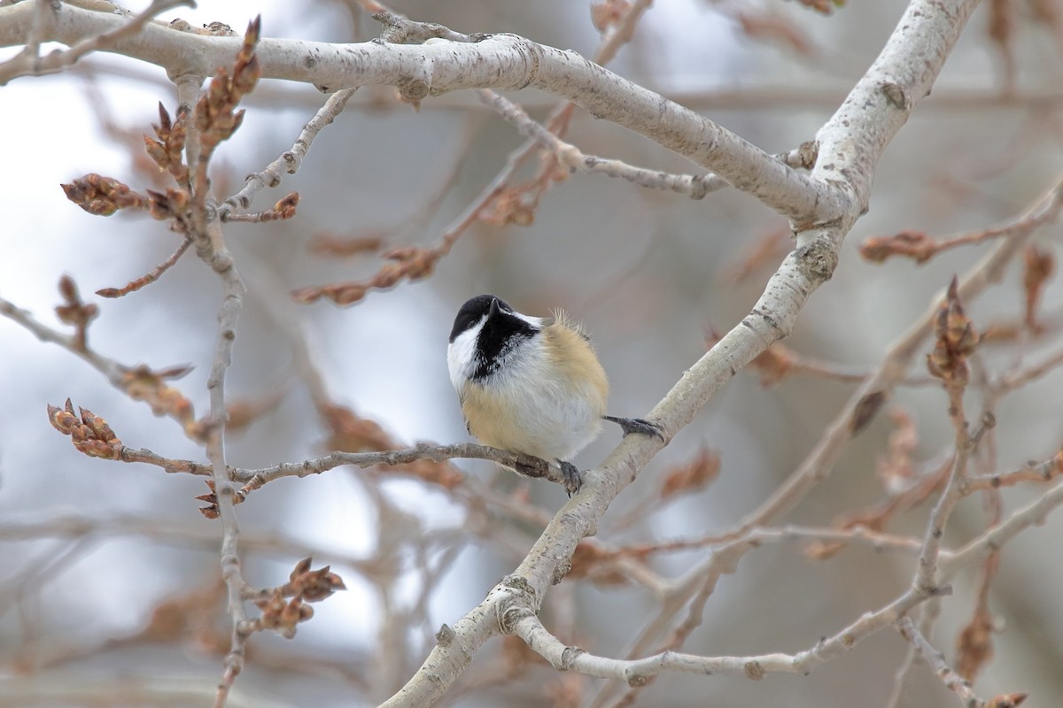 Amerika Baştankarası - ML646542425