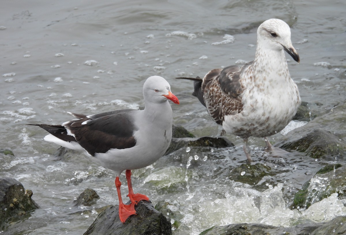 Kelp Gull - ML646542428