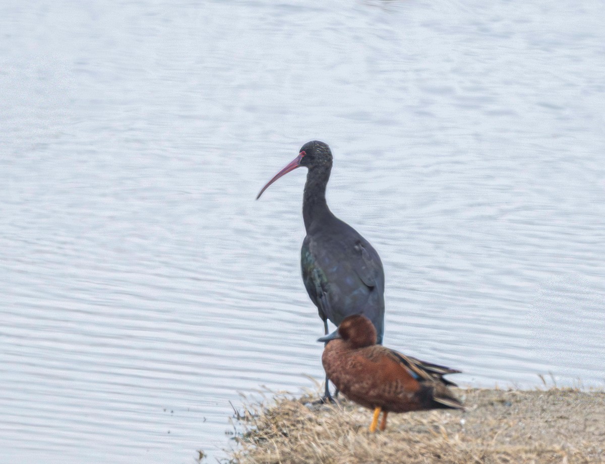 Puna Ibis - ML646542430