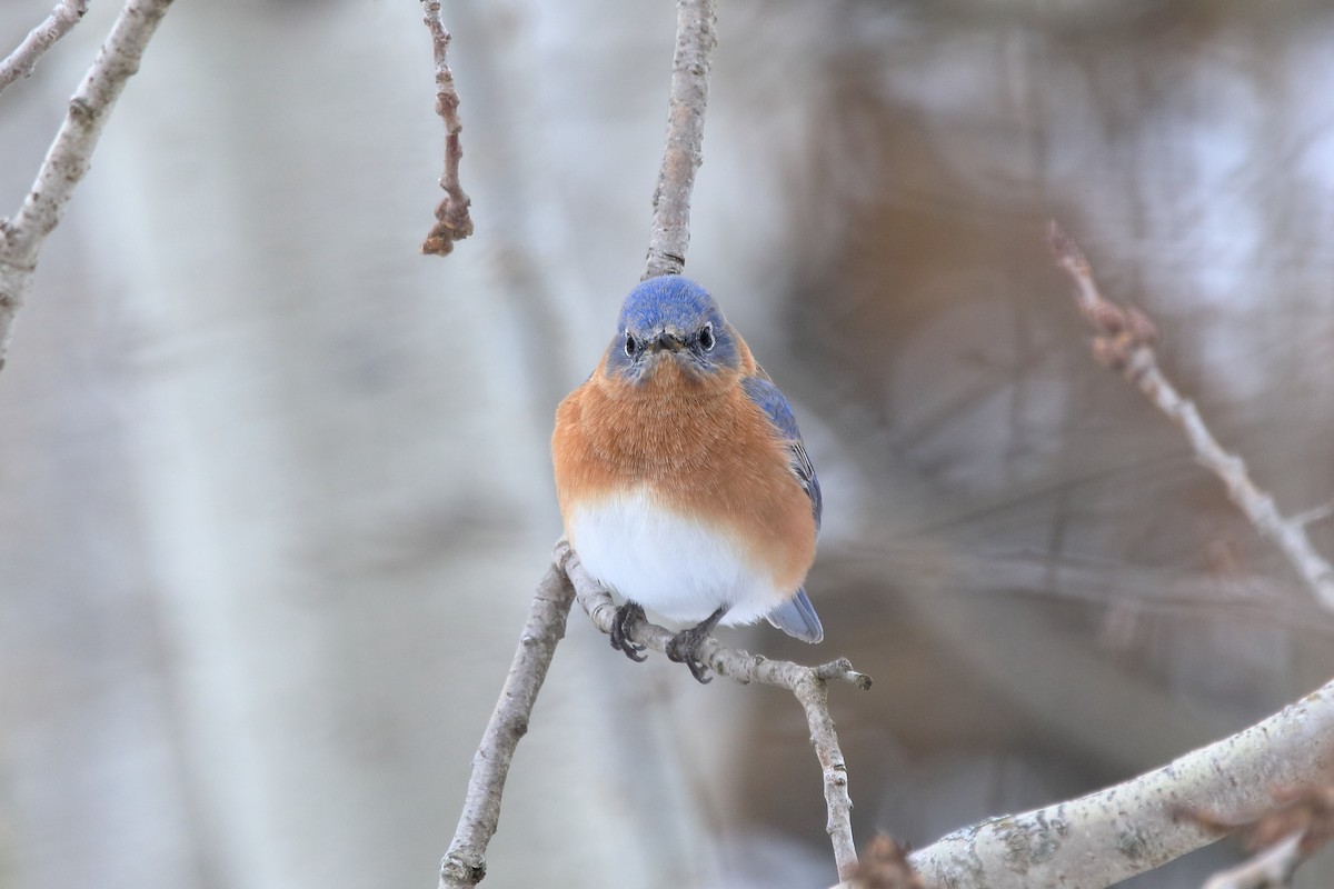 Doğulu Mavi Ardıç - ML646542431