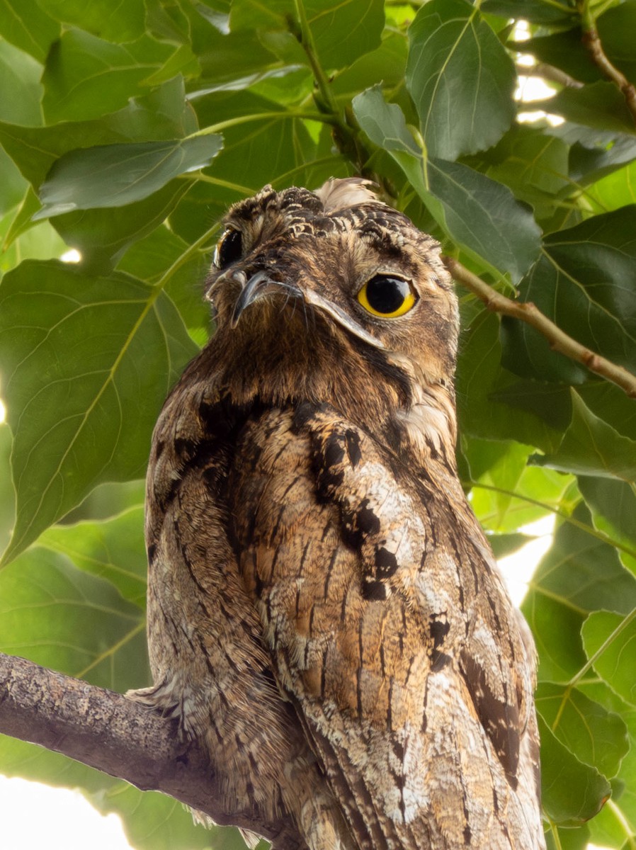 Common Potoo - ML646542432