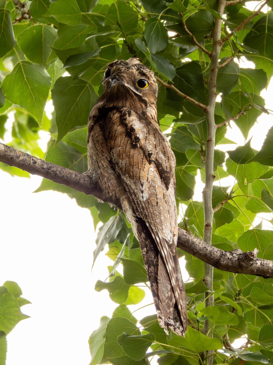 Common Potoo - ML646542433