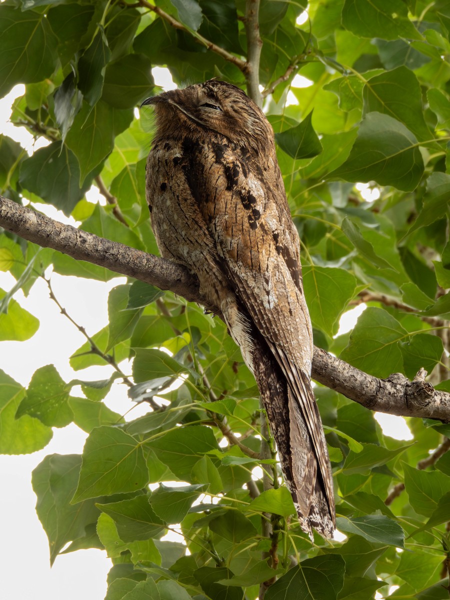 Common Potoo - ML646542434