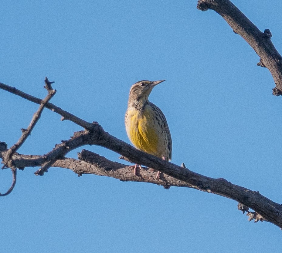 Western Meadowlark - ML646542435